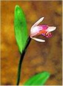   Pogonia Japonica Extract